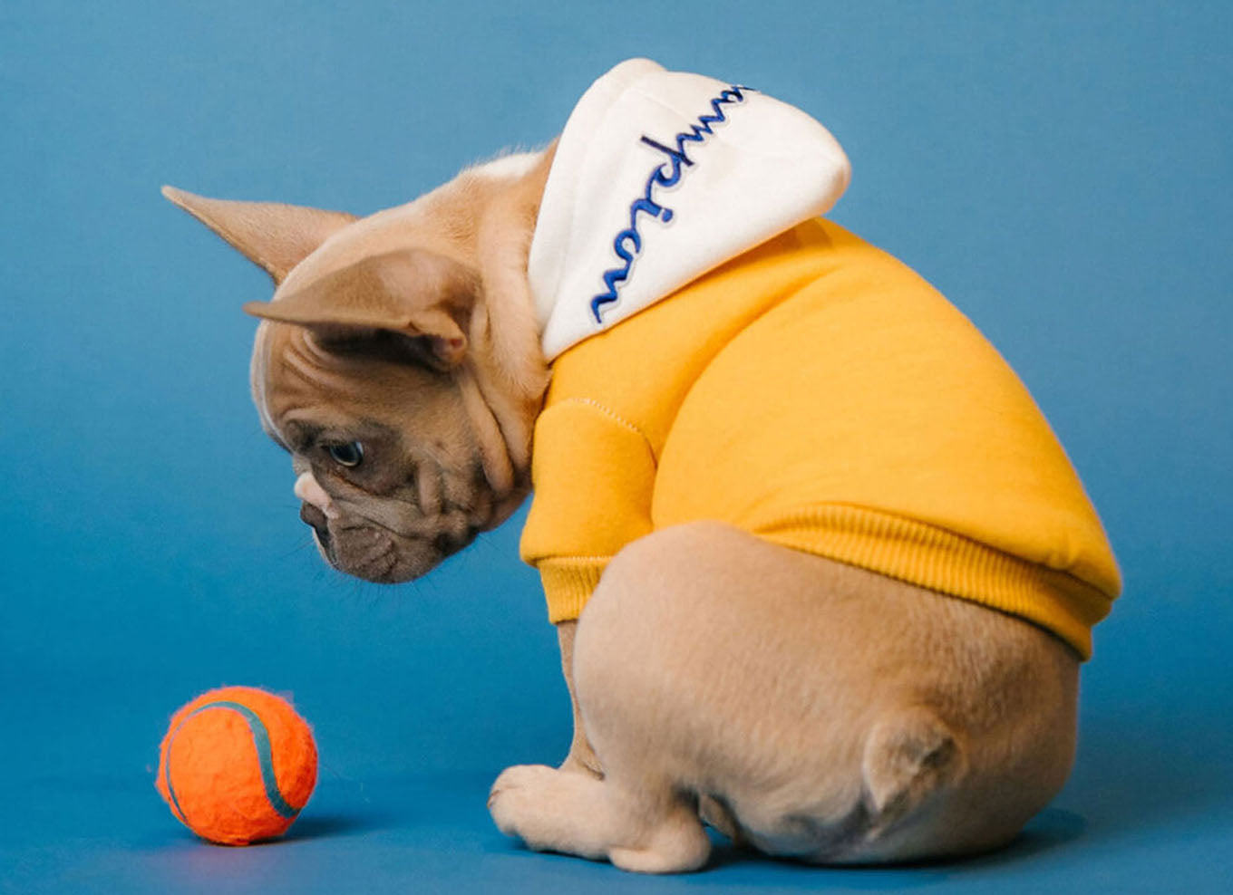 Is Your Dog Bored? 6 Signs and How to Fix It with Enrichment Toys"