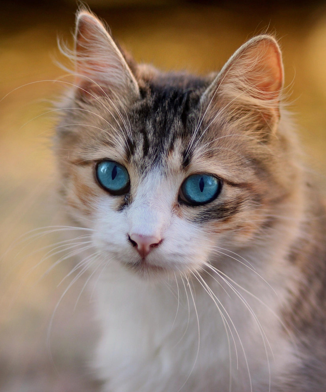 The Ultimate Guide to the Best Gifts for Cat Lovers