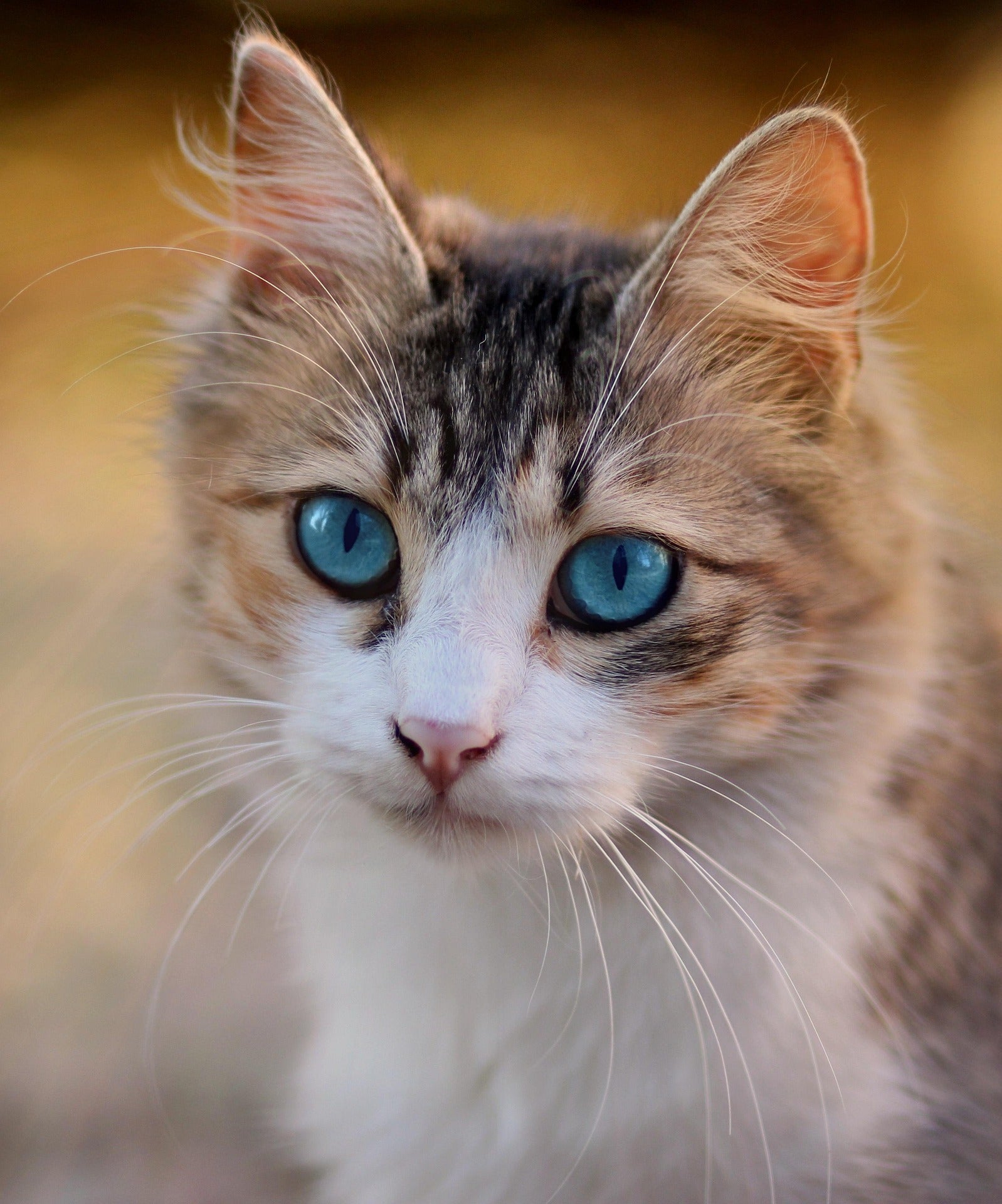 The Ultimate Guide to the Best Gifts for Cat Lovers